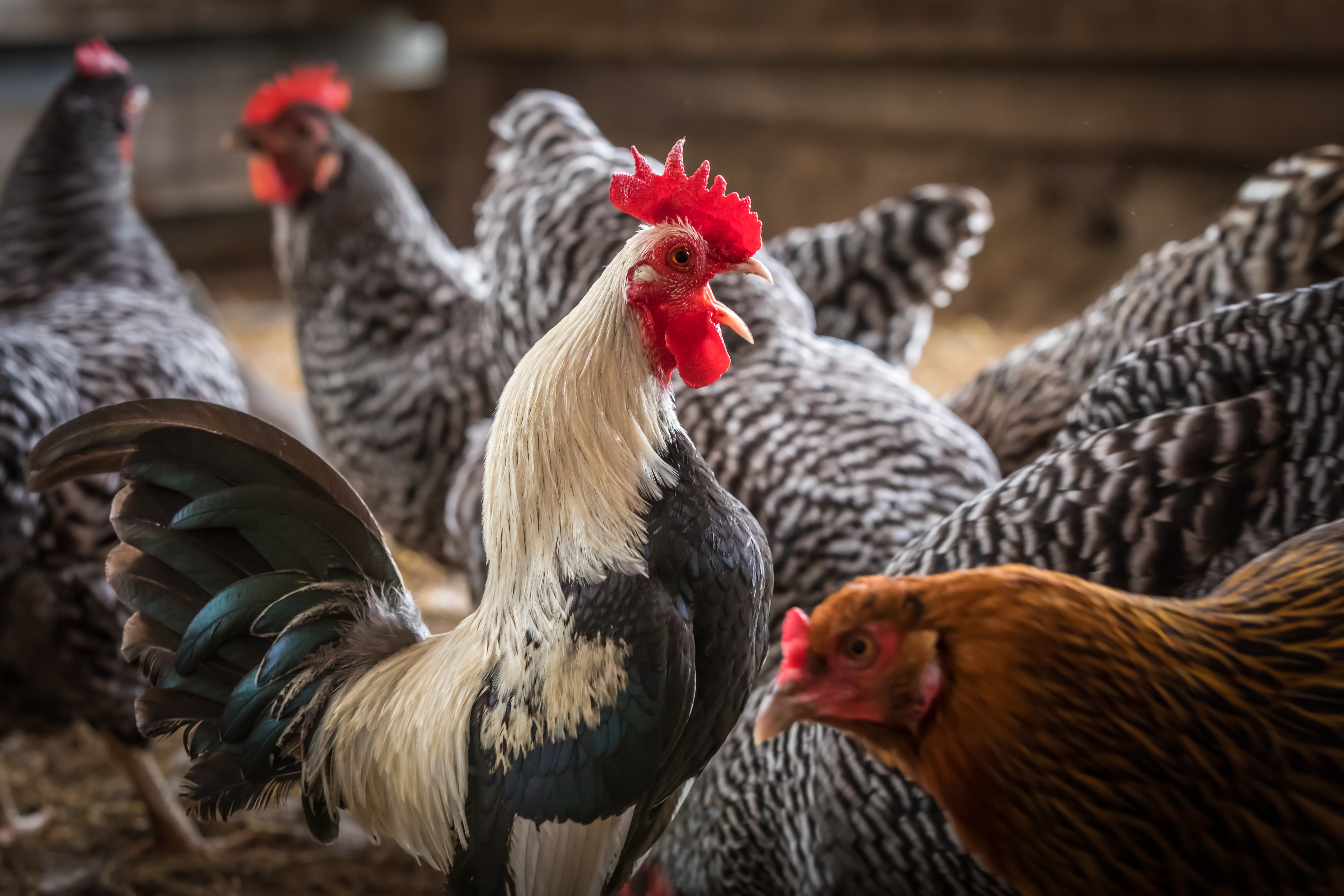 Crowing Rooster